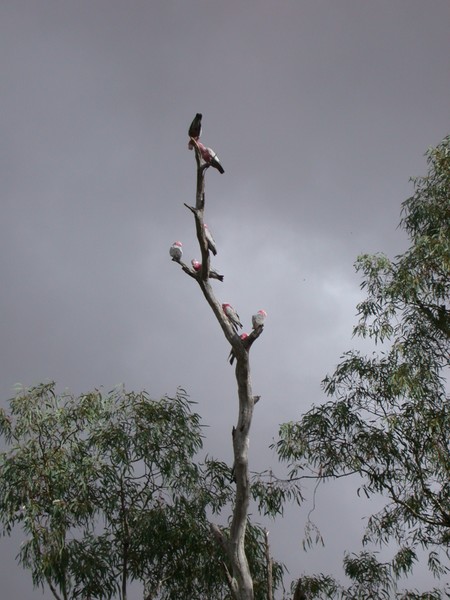 Galah